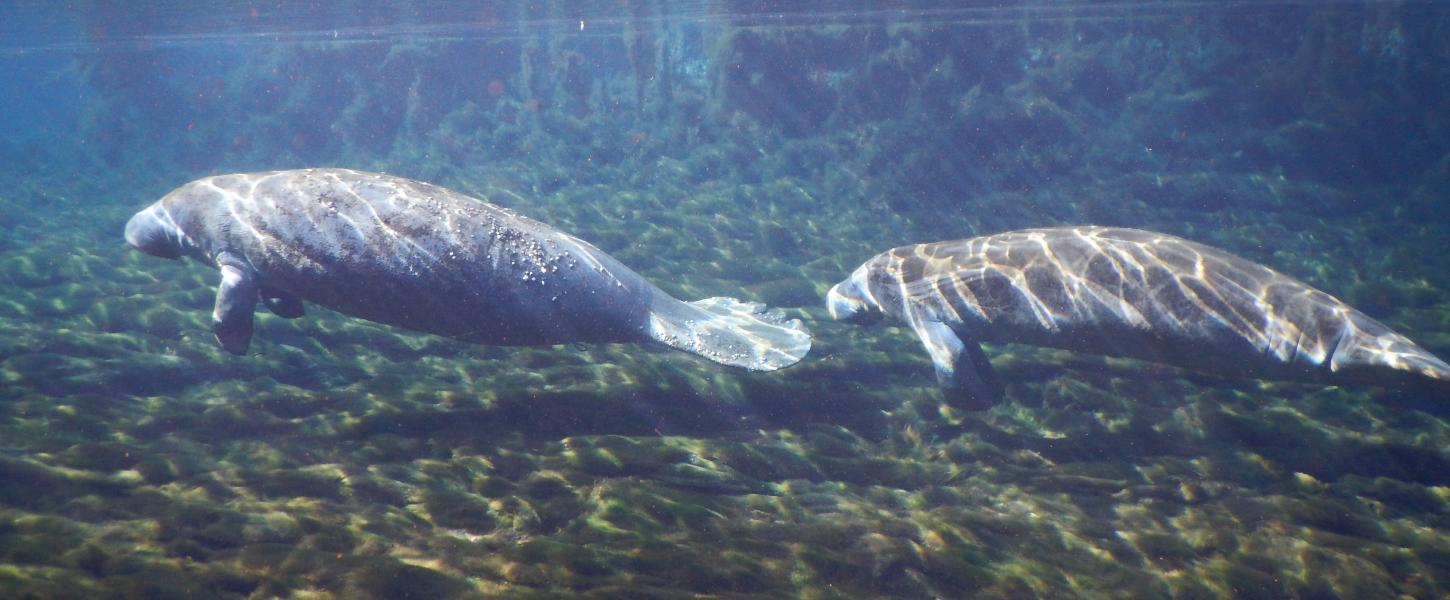 Manatee Springs State Park